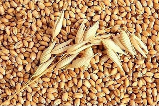 Vietnam spends over US$1 billion importing wheat in eight months