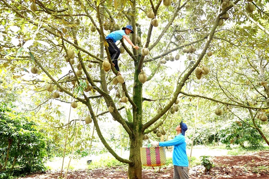 Đắk Lắk Province strives to tackle durian quality issues