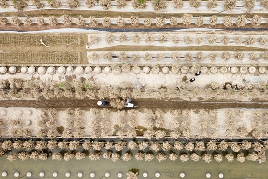 Hà Nội's traditional kumquat and peach bonsai villages left empty-handed after typhoon Yagi