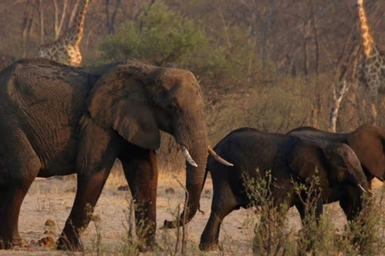 Zimbabwe giết hàng trăm con voi để lấy thịt