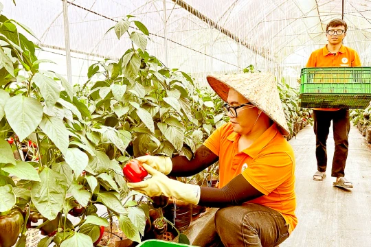 Vietnam's agricultural advantage edge at risk due to lack of deep processing