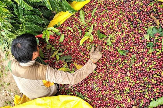 Giá cà phê hôm nay (19-9): Tăng nhẹ​