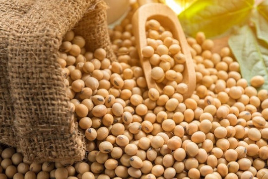 Three major soybean suppliers to Vietnam