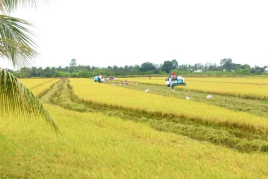 Mekong Delta rice projects: early wins, ongoing hurdles