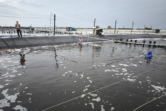 Bến Tre makes great strides in high-tech shrimp farming