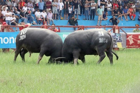 2024 Do Son buffalo fighting festival held