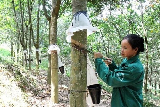 Vietnam's rubber exports reach US$1.7 billion in eight months