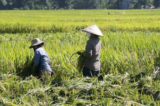 Giá lúa gạo hôm nay (22-9): Tăng nhẹ