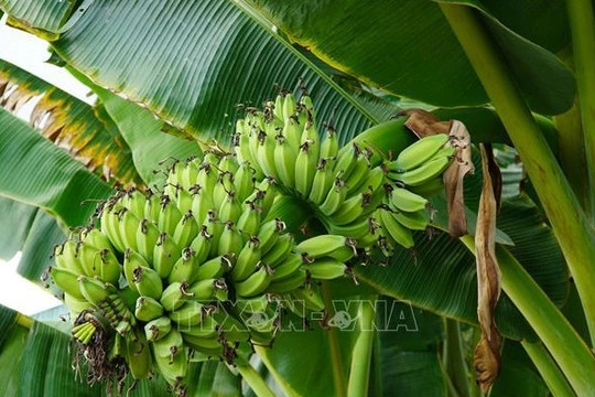 Hi-tech banana farming bears fruit in rural district of Binh Duong