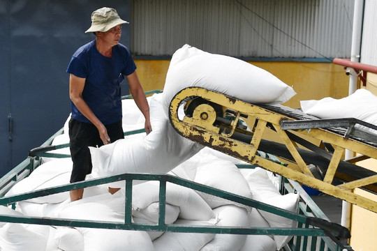 VN gets big orders for rice from Southeast Asian countries