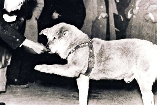 Photo of Shibuya’s iconic dog Hachiko found