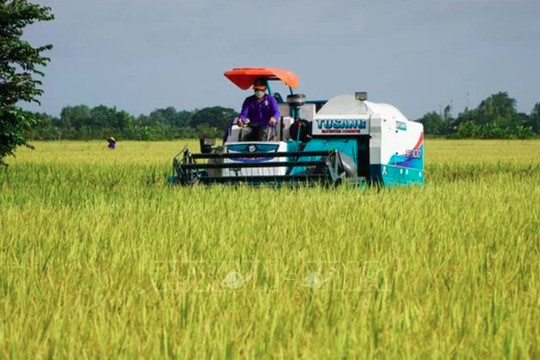 Vietnam, WB look to reduce emissions in rice cultivation