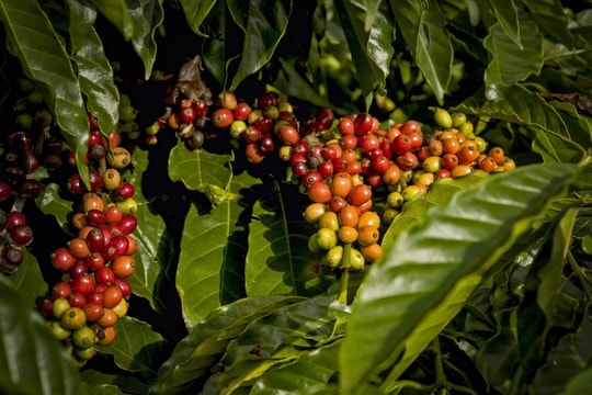 Giá cà phê hôm nay (25-9): Robusta tăng cao kỷ lục