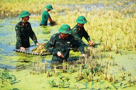 Military assists farmers with rice harvest