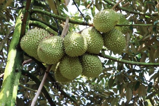 Vietnam's durian dominates fruit exports, outpacing dragon fruit