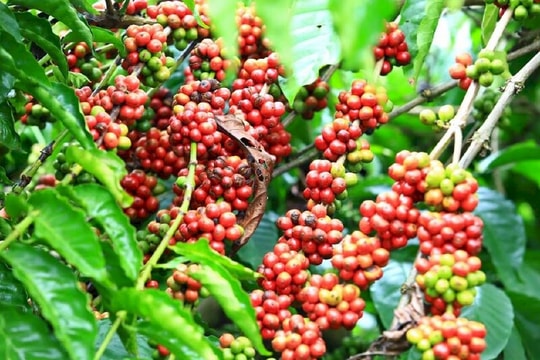 Giá cà phê hôm nay (26-9): Lập đỉnh mới với cà phê Robusta