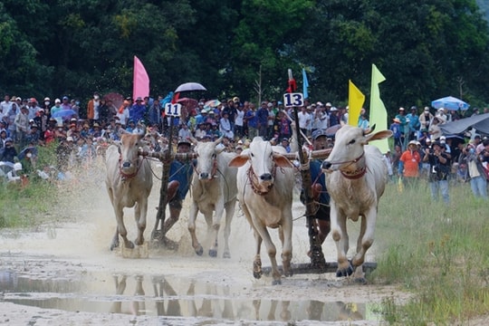 An Giang ox racing to kick off on Sunday