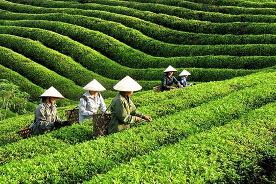 Vietnam grosses over US$162 million from tea exports