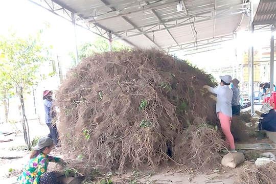 A call for a clear legal framework to boost biological pesticide production in Việt Nam