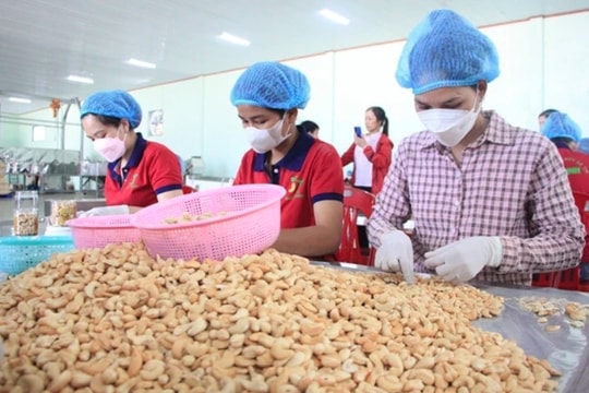 Cashew industry faces risk of trade deficit