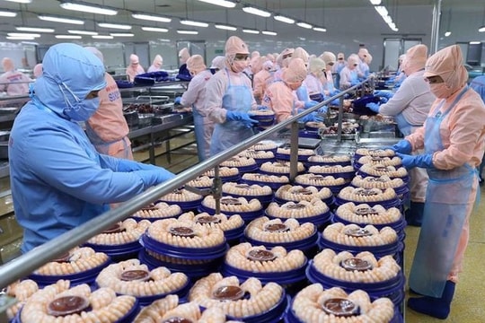 Vietnamese shrimp exports to China enjoy rebound