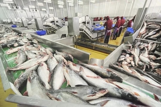 China spends US$21 million importing Vietnam’s pangasius fish maws