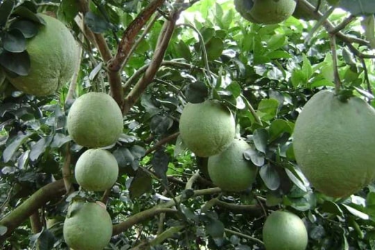 Canada grants trademarks for Ben Tre's green-skinned pomelos, green coconuts