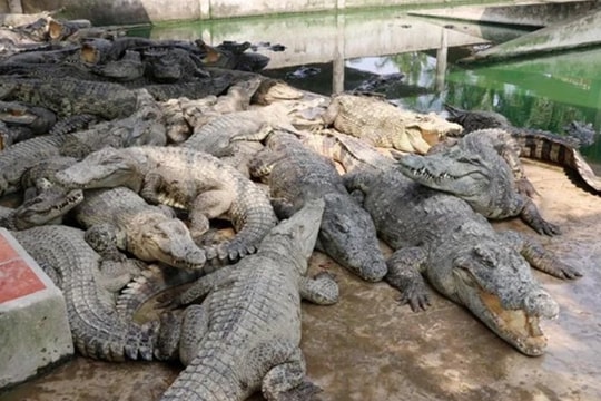 Expanding export opportunities for crocodile industry