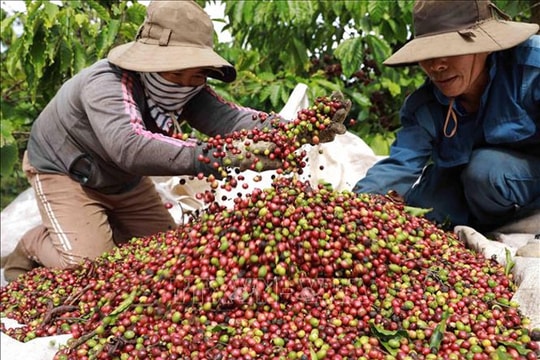 Giá cà phê hôm nay (6-10): Tăng mạnh