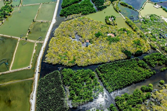 Thua Thien-Hue forest at season's change