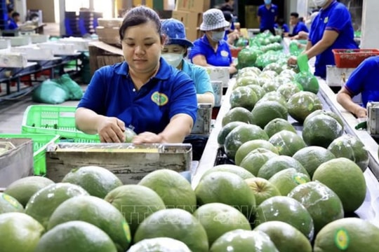 Standardising fruit quality can open up new markets for Vietnam: Insiders