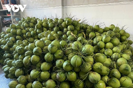 Ben Tre to export first batch of fresh coconuts to China in October