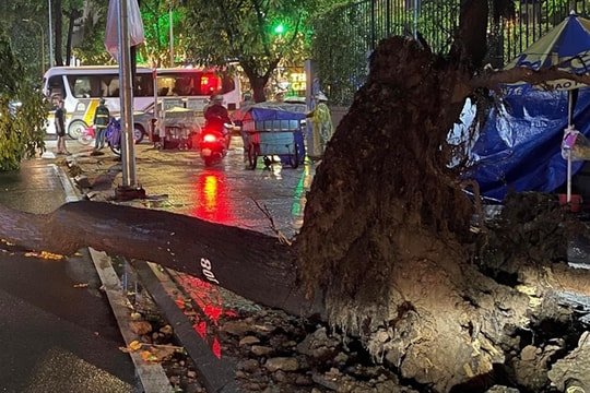 Four injured by falling trees during storm in HCM City