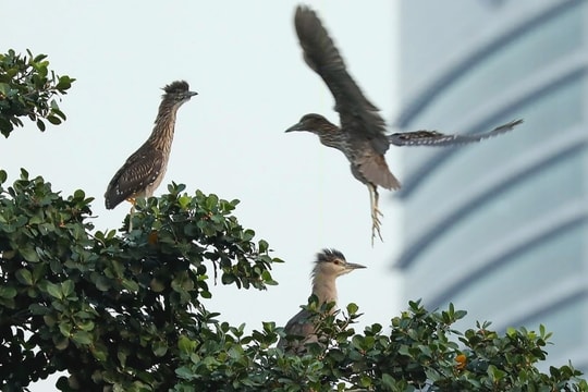 Chim hoang dã cỡ lớn về Hà Nội làm tổ, bay rợp trời hồ Tây