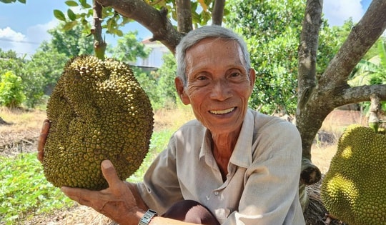 Lão nông ở Cần Thơ trồng giống mít 'lạ', khách tranh mua