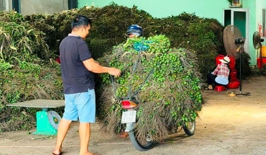 Lần đầu tiên trong đời nhà vườn thấy giá cau tăng kỷ lục, điều gì đang xảy ra?