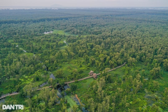 Exploring the beauty of An Giang cajeput forest