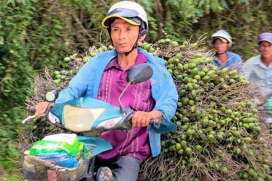 Giá tăng kỷ lục, 1 tấn cau tươi bằng cả lượng vàng