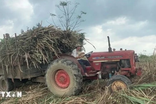 Vietnamese sugar cane tops ASEAN in productivity for first time