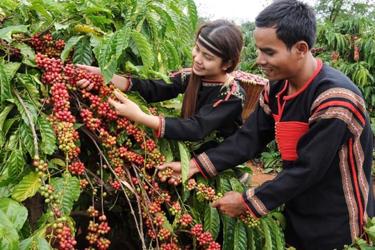 Bản tin nông sản hôm nay (20-10): Giá hồ tiêu, cà phê đồng loạt tăng nhẹ trở lại