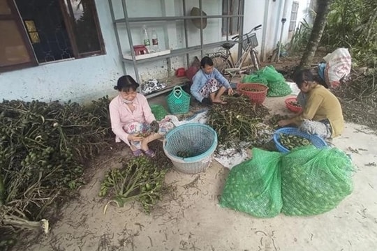 Prices of fresh areca nuts in Vietnam hit record highs due to Chinese demand