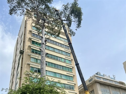 HCM City adopts Singapore’s expertise in urban tree risk assessment