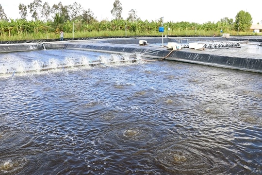 Cà Mau Province develops high-quality shrimp farming