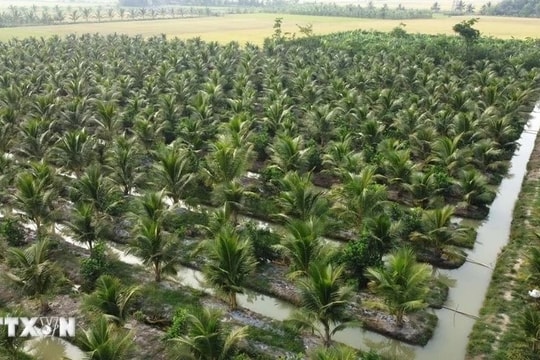 Nine coconut growing areas in Tra Vinh qualified to export to China