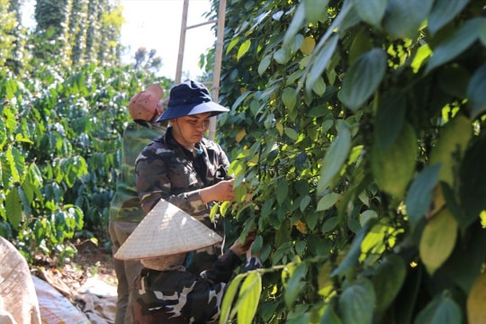 Bản tin nông sản hôm nay (29-10): Giá hồ tiêu tiếp tục nối dài chuỗi ngày giảm