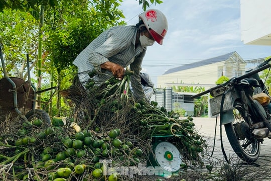 Thấy gì từ việc giá cau tăng sốc rồi ‘bốc hơi’?