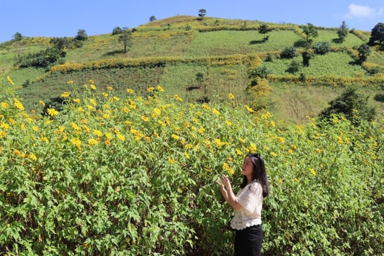 Gia Lai to host 2024 Wild Sunflower - Chu Dang Ya Volcano