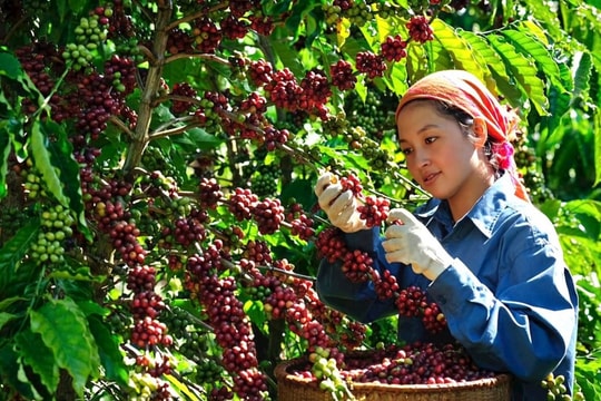 Bản tin nông sản hôm nay (31-10): Giá cà phê giảm mạnh