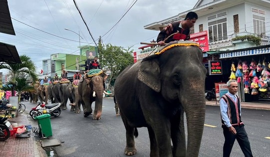 Hình ảnh 7 con voi diễu hành tiễn biệt 'vua voi' Tây Nguyên