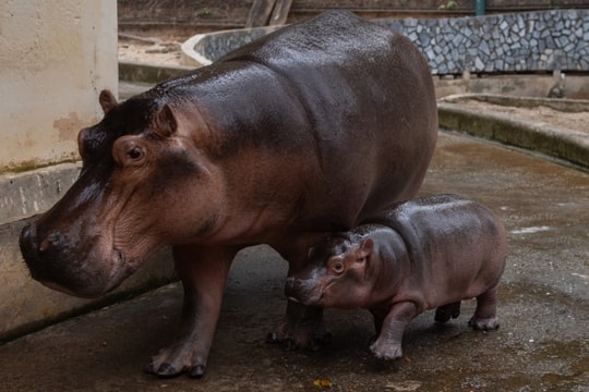 Hà mã con đầu tiên được sinh ra ở Vườn thú Hà Nội, 3 tháng nặng gần 100kg